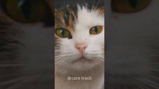 The Secret Language of Cat Meows #cat #catlover #cats #catvideos