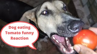 dog eating tomato funny reaction| #dogs #funny #funnydogs #tomatto #doglover #dog #chippiparai #pets