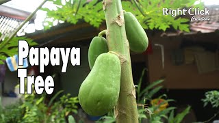 Papaya Tree | Papaya | Papaya Plant | Papaya Fruit | Small Papaya Tree | Fruits Plant | Fruits |