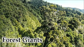 Three Native Forest Giants #4k #djimini3pro #newzealand #forest