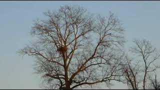 Bald Eagle Nest January 17 2023