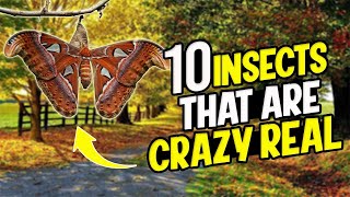 10 INSECTS THAT ARE CRAZY REAL