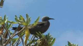 Common Noddy06