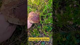 Amazing Big boletus Mushrooms ASMR sounds