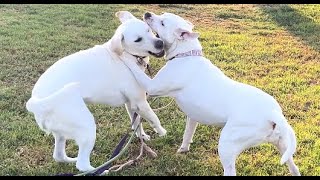 148. Lab & Pitbull's Non Stop Wrestle 09/13/2024  #labrador  #pitbull