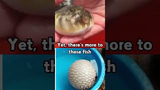 Pufferfish: Sea Superheroes with Deadly Toxins and Artistic Talents! 🐡#facts #shorts #animals #fish