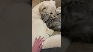 Dog loves adopted cat #shorts #cat #dog #asmr