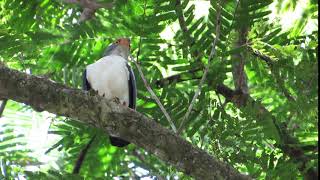 Semiplumbeous Hawk | Leucopternis semiplumbeus