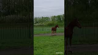 золотой  Пегас) озорной жеребёнок #horse #лошади