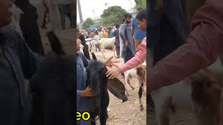 Korangi dhai number mandi latest update #mashallahgoatfarmawadh