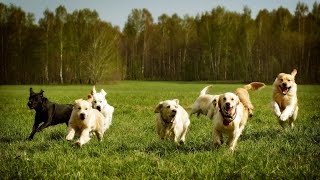 Vaccinations for Golden Retrievers: Keeping Your Dog Healthy