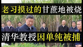 老习摸过的甘蔗被烧，清华教授因单纯被捕。反感中央舆论作秀，广西民众揭竿而起怒烧老习到访的甘蔗地。北京四通桥戒备森严，清华教授以身犯险证明中国没有自由，社会倒退挺快的（单口相声嘚啵嘚之老习官方体重 ）