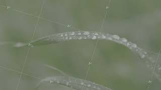 Water drops on the green grass. Green wet grass with dew on a blades close up. Fresh green grass