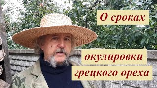 Про сроки окулировки грецкого ореха