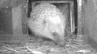 Marilyn (the dirty stop out) returns  -  25 Oct 2023  Hedgehogs Devon UK  (Long Ver.)