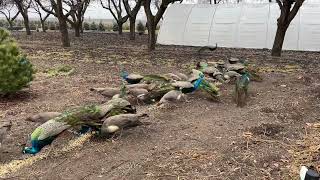 Feeding Nursery Peacocks