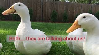 How to tell a female duck from a male duck by their voice. Drake vs Hen round II