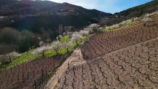 FLORACIÓN DE LOS CEREZOS EN CORULLÓN(EL BIERZO)