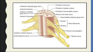 Spinal Cord- Functional Anatomy III