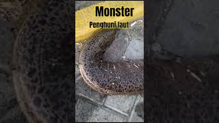 belut monster laut #lautindonesia #mancinglaut #fishing #moafish #beachmonster #eastjavafish