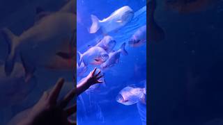 Marine aquarium |beautiful marine world