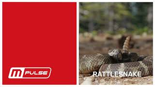 M-pulse and Rattlesnake Comparison