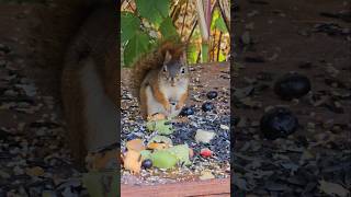 Red Squirrel doesn't want to share #squirrelwatching #squirrels