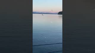 Dinner theater Alaska style 🦅 🐟 🐦 Eagle & gull battle for a fish. Spotted from Eurodam MDR.