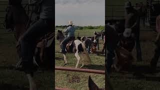 Cattle Branding on the Circle B Ranch in Krum, Texas #cattle #ranch #western #cowboy