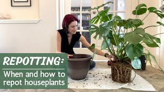 Repotting 101 | Complete guide and demo on when and how to repot your houseplants