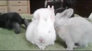 two weeks old rabbit babies | rabbit babies | bunnies