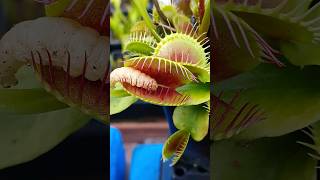 Venus Flytrap bites down on a worm #carnivorousplant