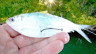 Fishing with Live Threadfins for Multiple Inshore Species