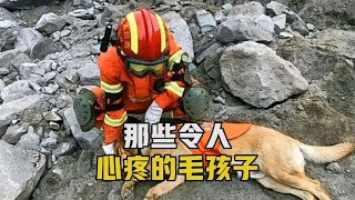 ➤【一笑汪吖】无言的战士，令人心疼的毛孩子#搜救犬 #警犬