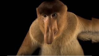 endangered species in the world 🌎 proboscis monkey 🐵