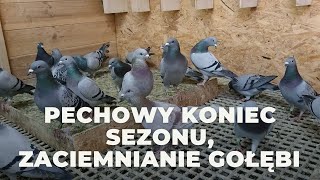 Pechowy koniec Sezonu, Zaciemnianie gołębi młodych.