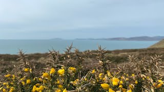 Porth Neigwl (Hell’s Mouth) and Mynydd Cilan, March 2022