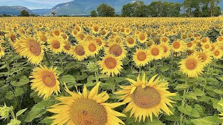 🌻 Sunflower Field in Zürich, Switzerland | Sunflowers Drone Footage | Beautiful Relaxing Summer Vlog