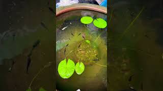 Colourful Fish Feeding #fish #aquariumfish #colourfulfish #shortvideo #youtubeshorts #shorts #yt