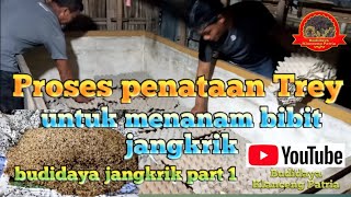 proses penataan Trey untuk menanam bibit jangkrik #budidaya_jangkrik  @budidayaklancengpatria4916