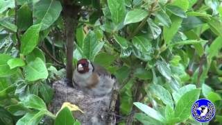 VIDEOS CoronaSilvestres Jilgueros en cria