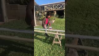 Painting the timber #shorts  #viral  #diy  #retiredlife