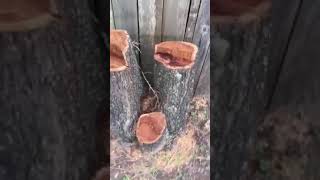 Stumps and roots by the fence 1 | Stump grinding | Houston , Texas