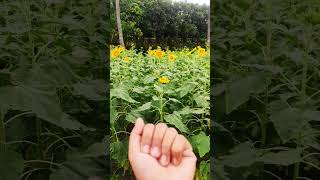 #sunflower#garden#viral#video#viralshorts#viralvideo#shortvideo#shorts#youtubeviralshortvideo#reels