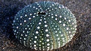 Sea Urchins are so beautiful! (HD1080p)