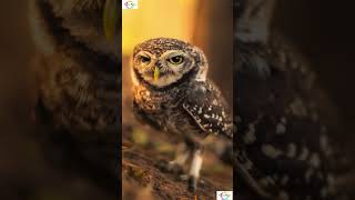 Strange facts about Owls!! #shorts #shortsfeed #weirdanimals #facts #science #sciencefacts # #animal