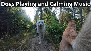 ❤🐕🌲🎼Calming music for dogs  Beautiful Dogs living their best life🎼🌲🐩 ❤