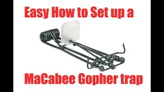 Easy how to set up Macabee victor or ambro Gopher trap. Quick and easy.