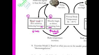 final feedback loop