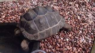 Aldabra Tortoise